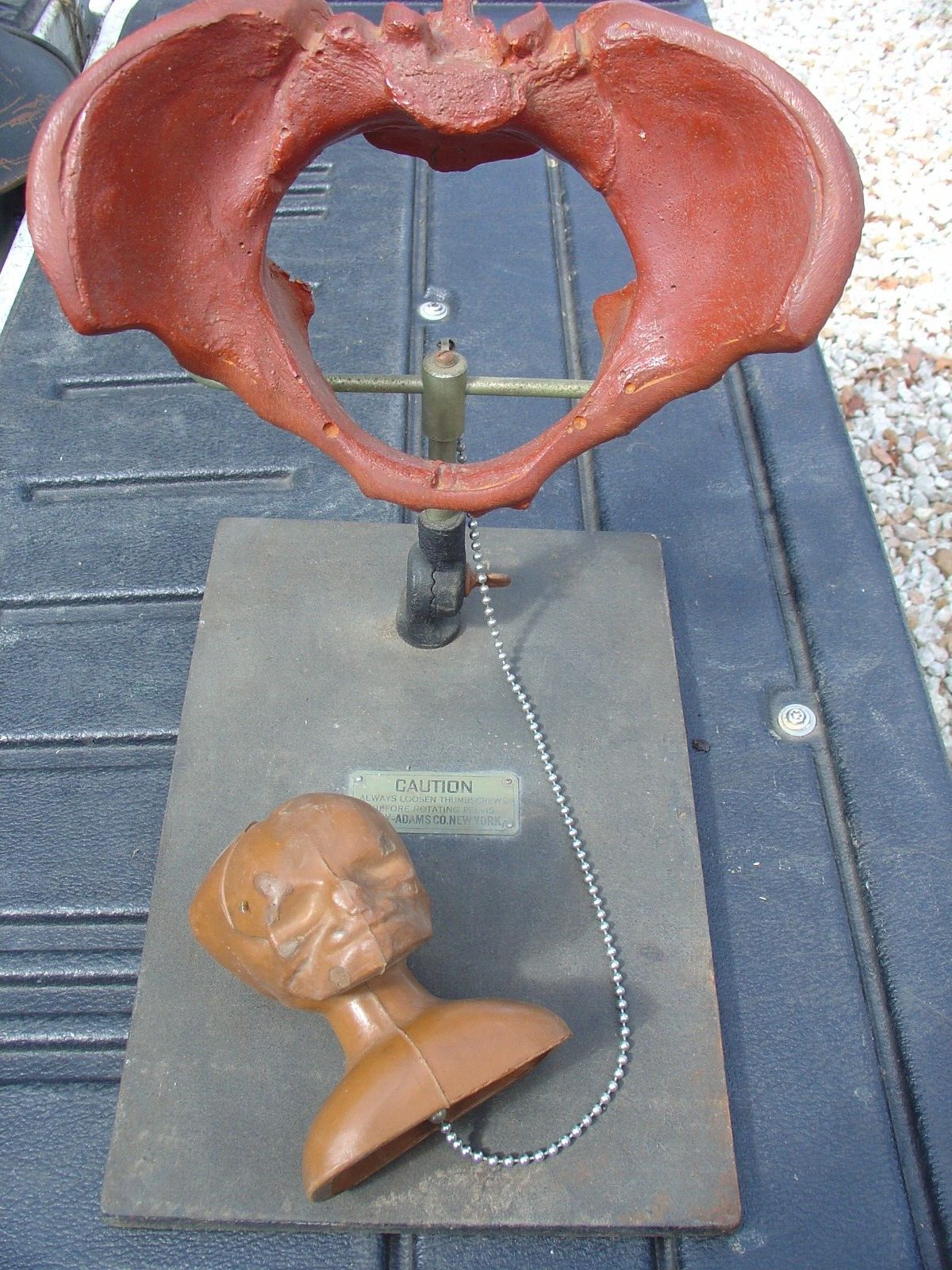 Vintage CLAY ADAMS Pelvis Fetus Head Medical Model Oddity Anatomical Display