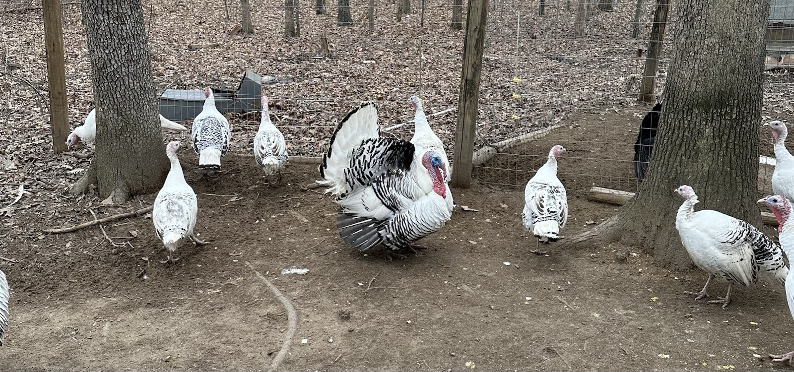 5+ 1 Royal Palm Turkey Hatching Eggs