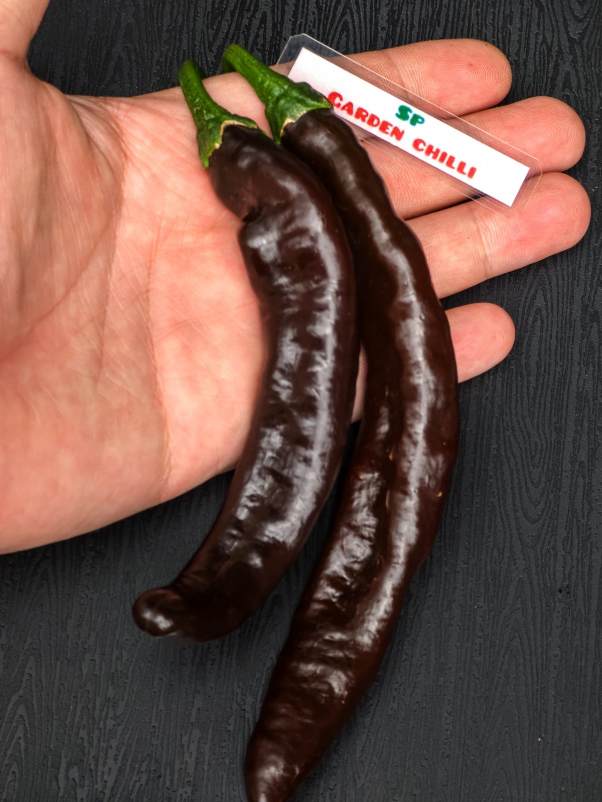 Pasilla Bajio Pepper Seeds - Smoky Mexican Mole Chili - Mild Sweet Non-GMO