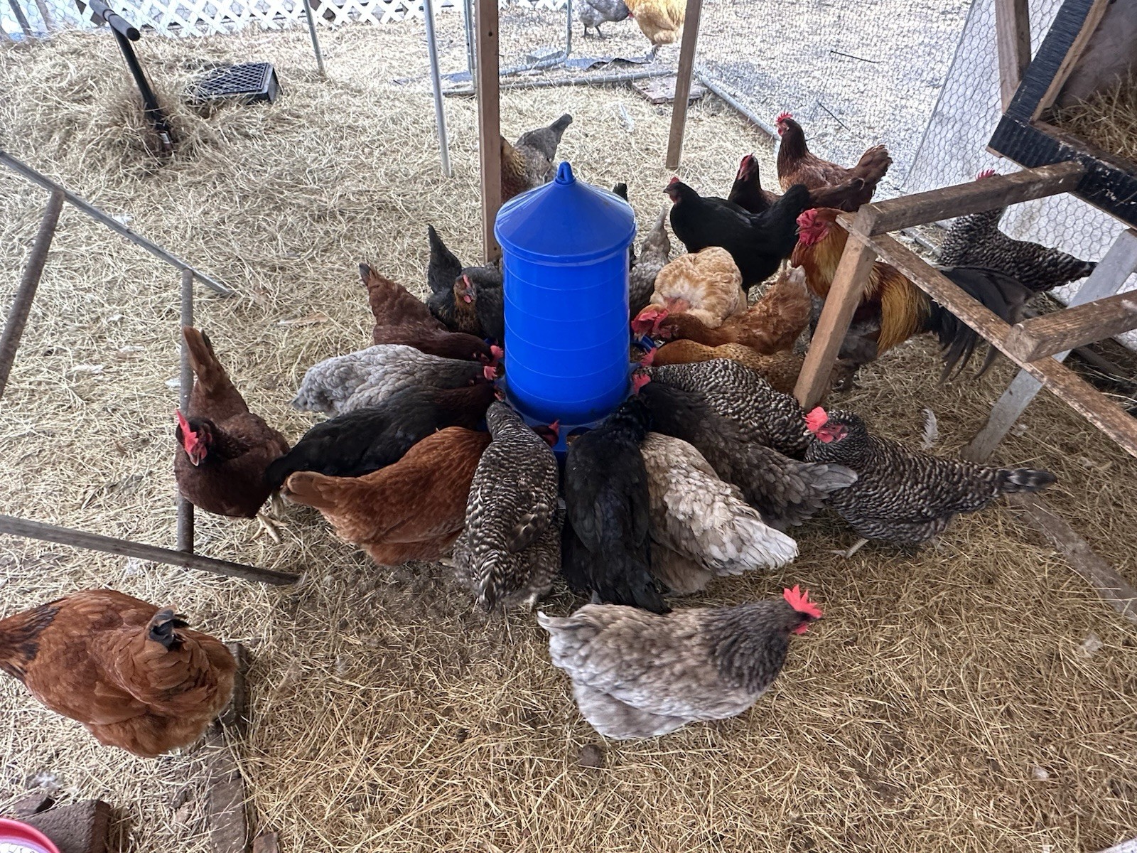 16+ Breeds Chicken Fertile Hatching Eggs, (12) 🐣 fertilized hatching eggs ❤️