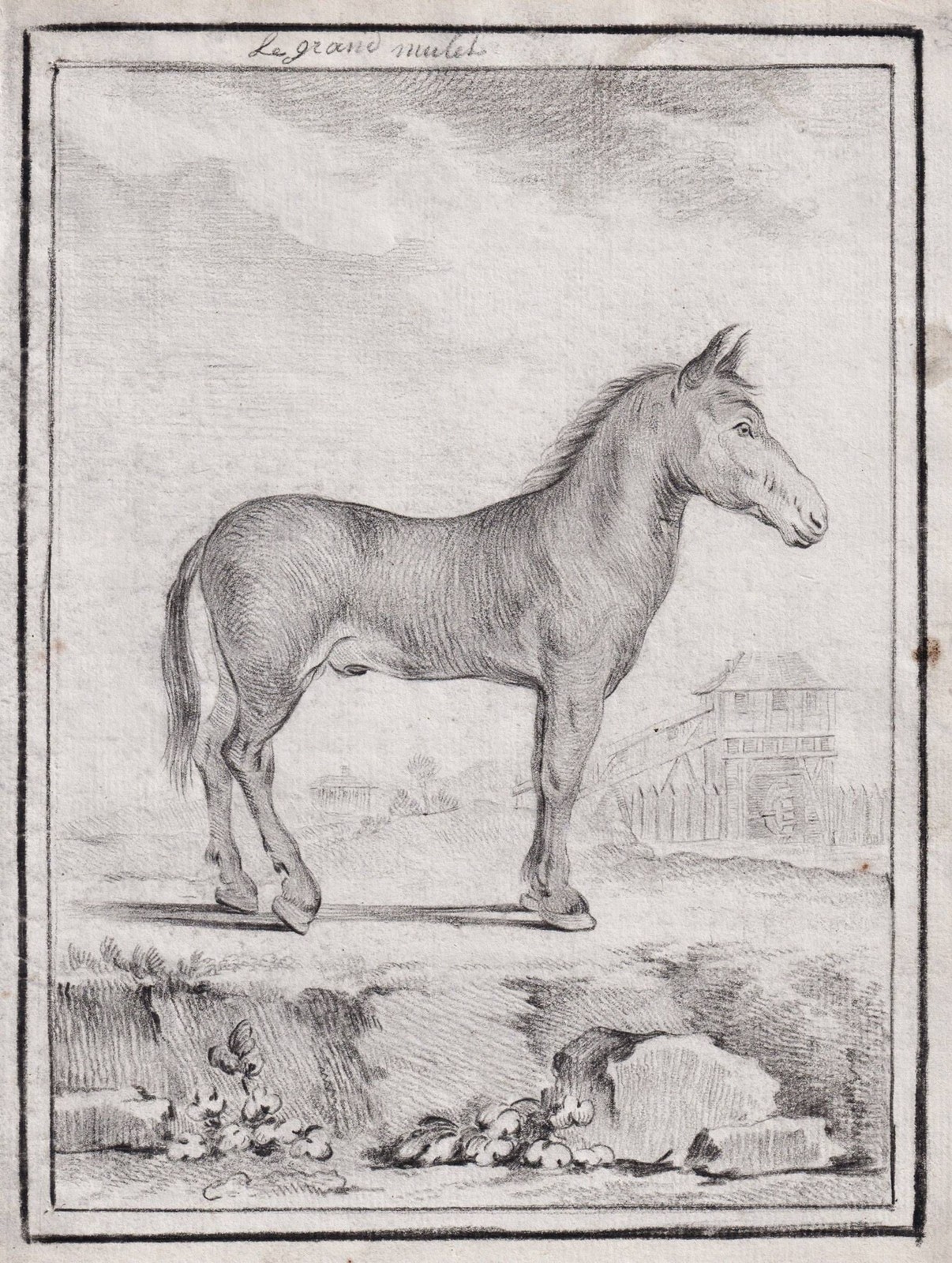 Esel Donkey Donkeys Âne Drawing 1780