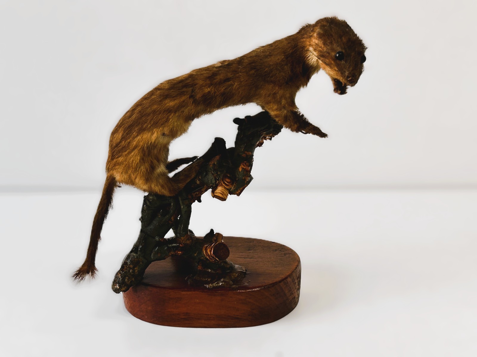 Vintage Early 900s Embalmed Full Size Taxiodermia Weasel