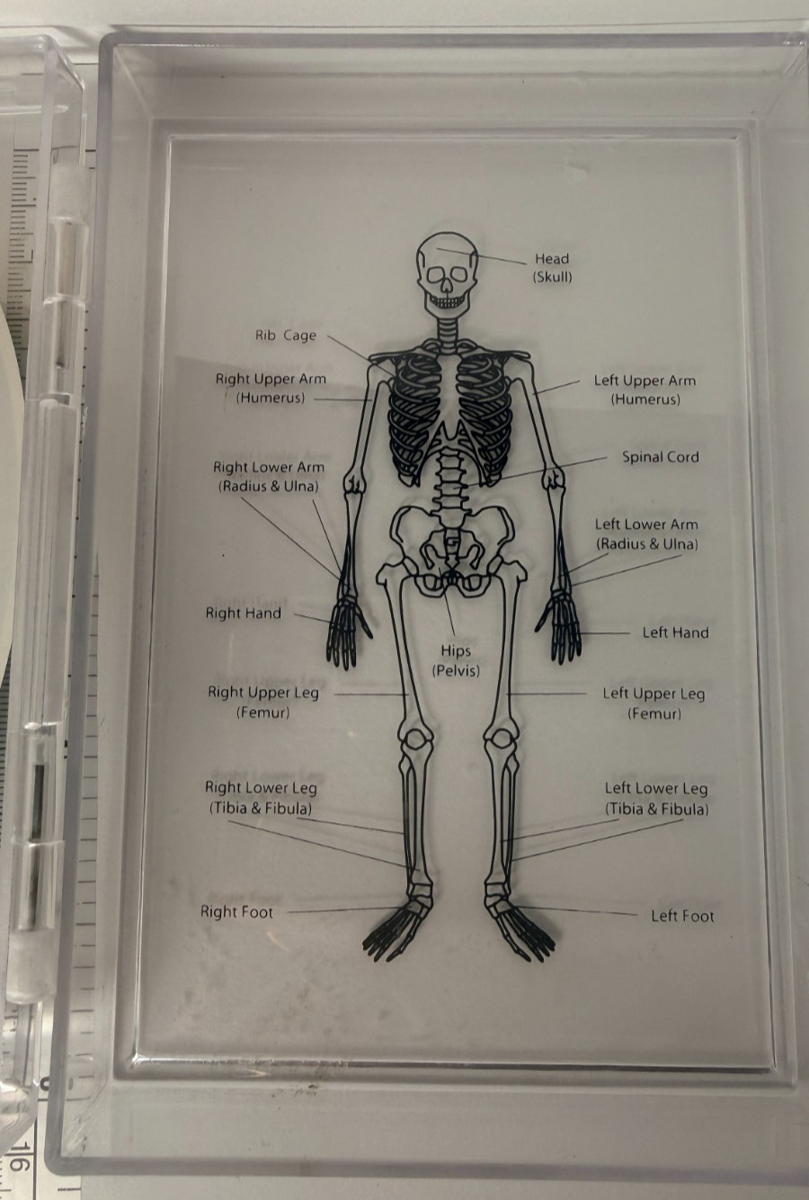 Learning Resources Skeleton Stamp Science Anatomy Classroom Homeschool