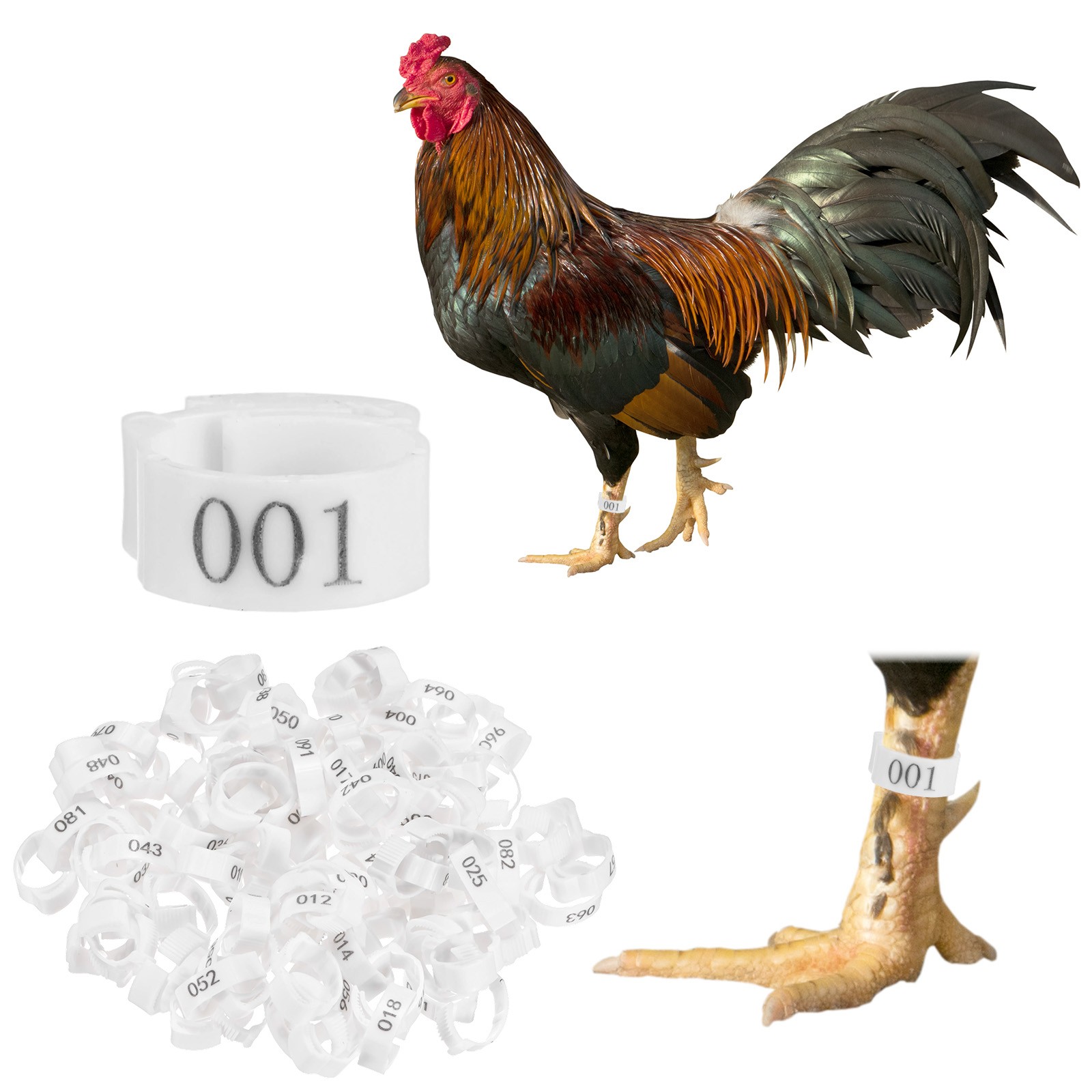 100-Pack Adjustable Chicken Leg Bands, 17-22 mm Plastic Chicken Leg Ring [White]