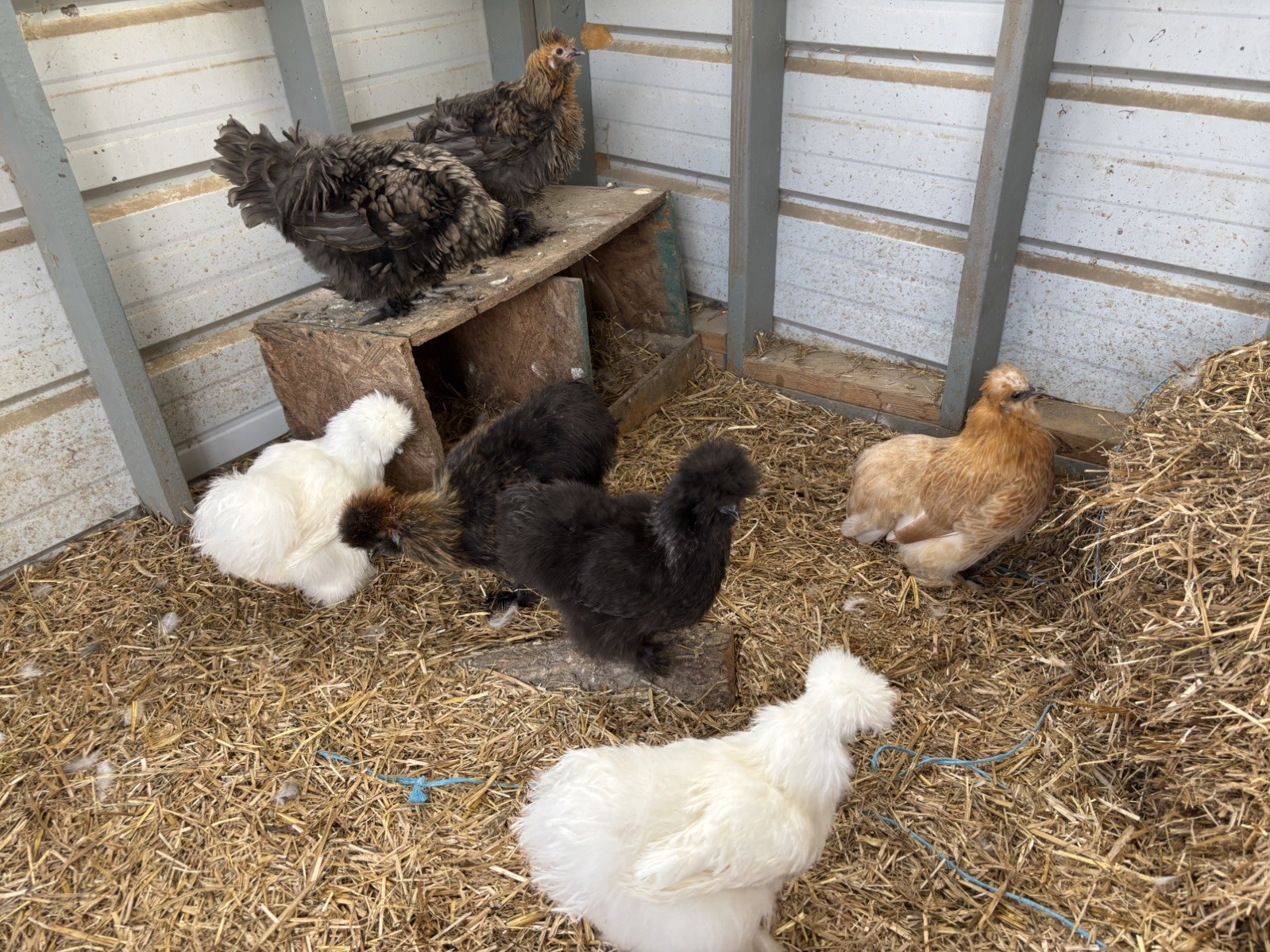 12 Bearded Silkie Hatching Eggs