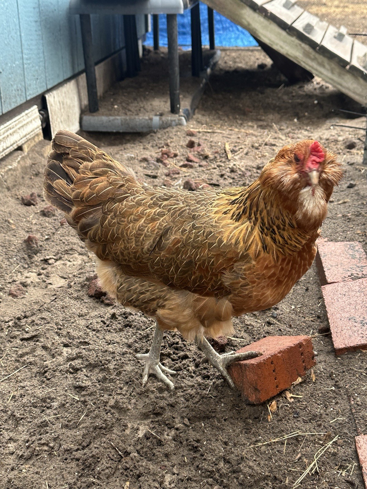 16+ Breeds Chicken Fertile Hatching Eggs, (12) 🐣 fertilized hatching eggs ❤️
