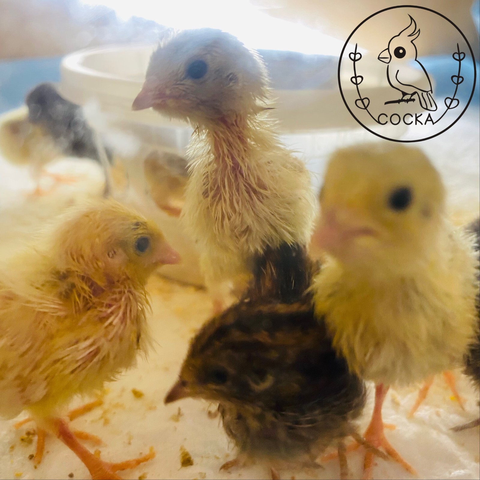 10 Button Quail Hatching Eggs (Fertile Rate Guarantee) Free Shipping COCKA Shop