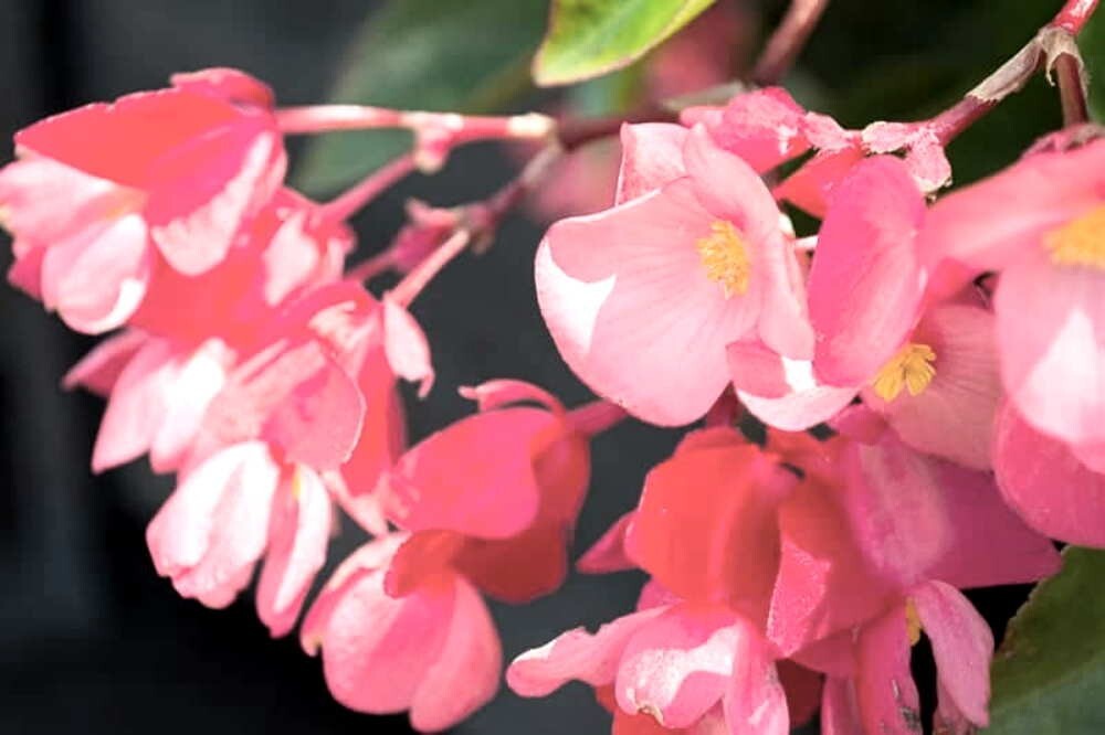 Angelwing Begonia Potted 6-9 Inch Plant, Spotted Leaves