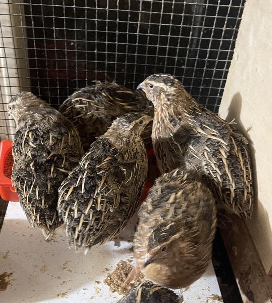 60+ Fertile Large Jumbo Pharaoh (Brown) Coturnix Quail Hatching Eggs