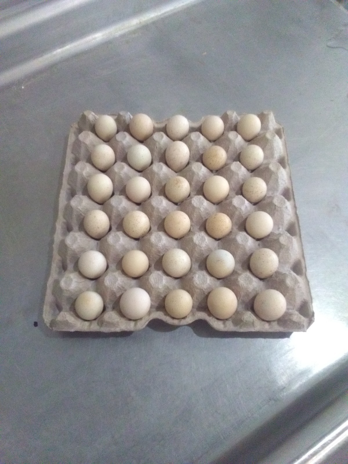 288+ Extras Fertile Chukar Partridge Hatching Eggs