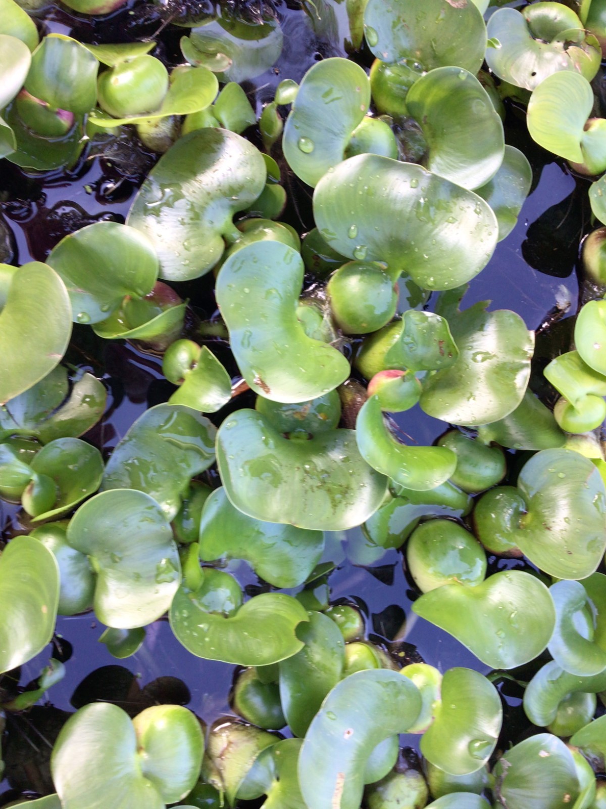 10 Water Hyacinth plants Floating Koi Pond Fish Aquatic (some states prohibited