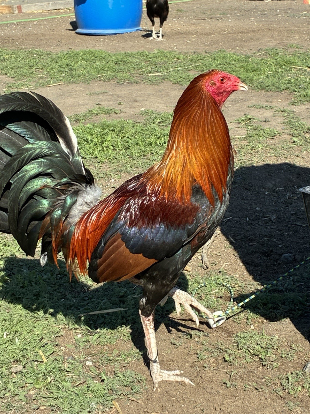 12+ Chicken Hatching Eggs