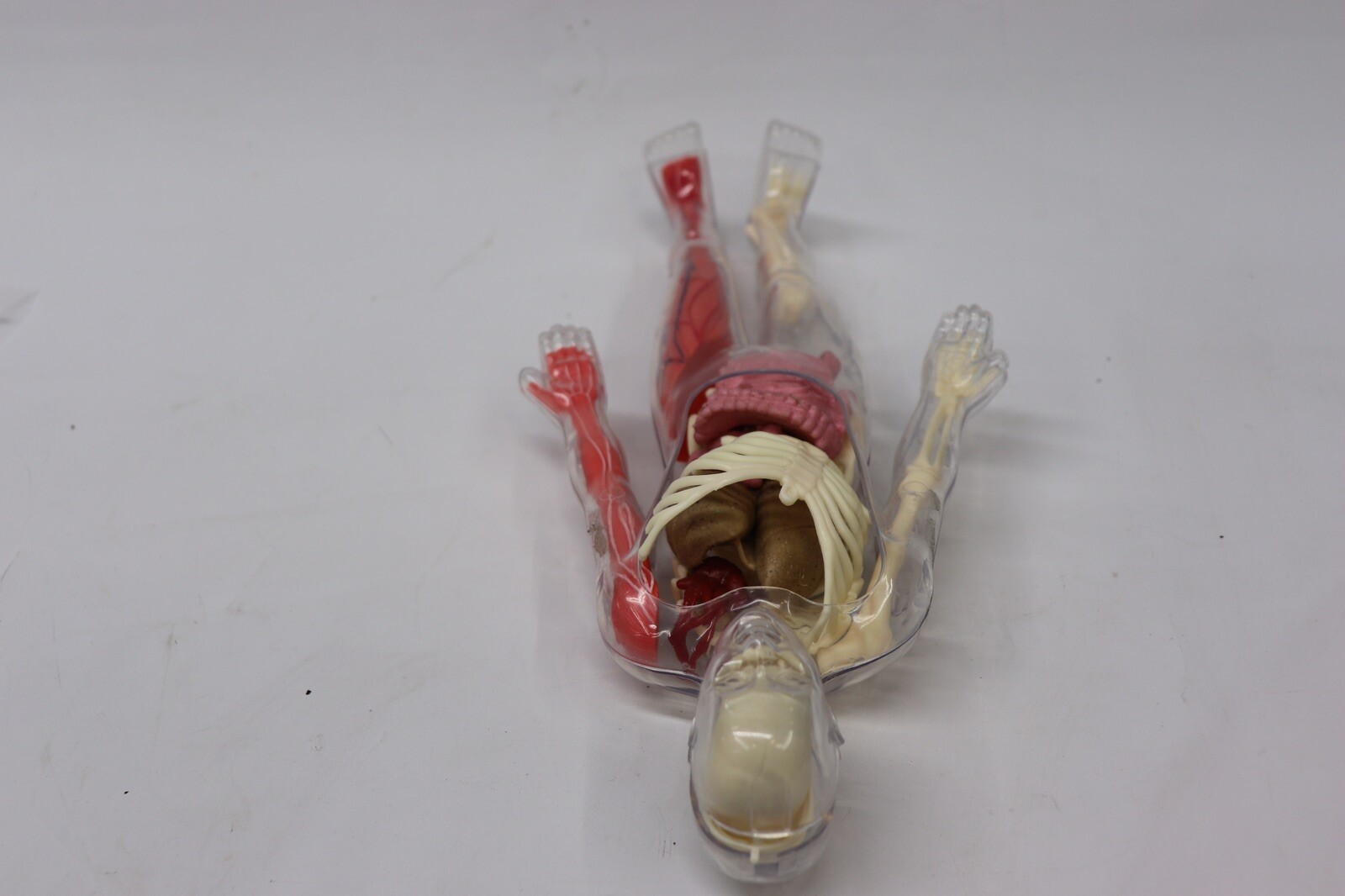 Human Body Educational Clear Plastic Anatomy Body 13" Tall Parts