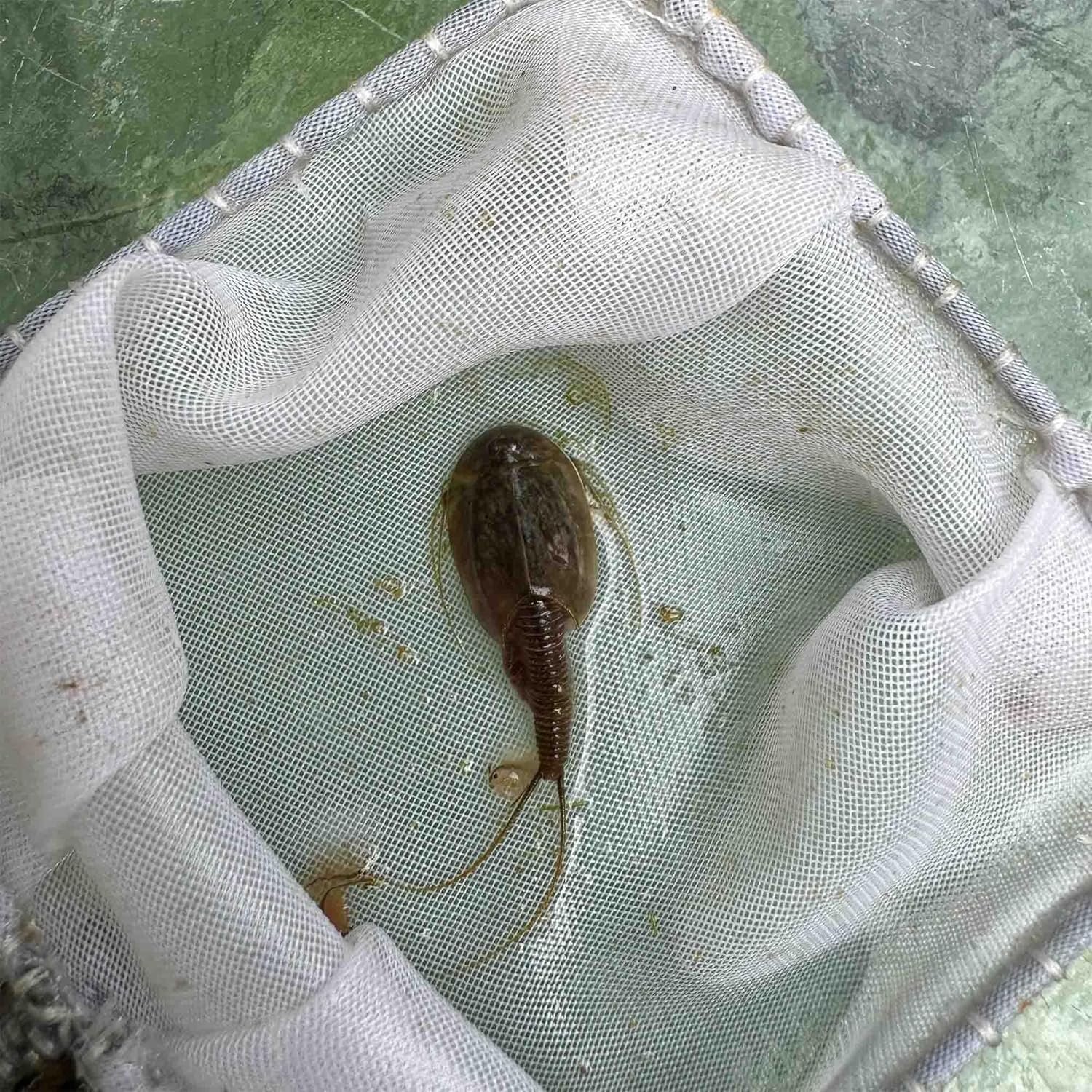 Triops Granarius Eggs for Hatching 200 Count Educational Science Project