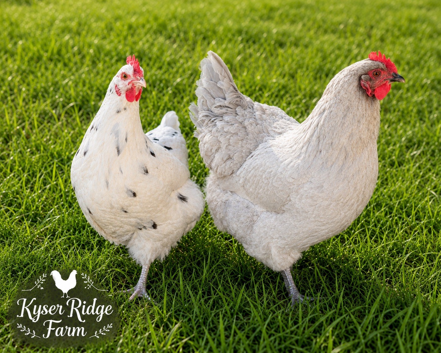 6 English Lavender/Calico Orpington Hatching Eggs