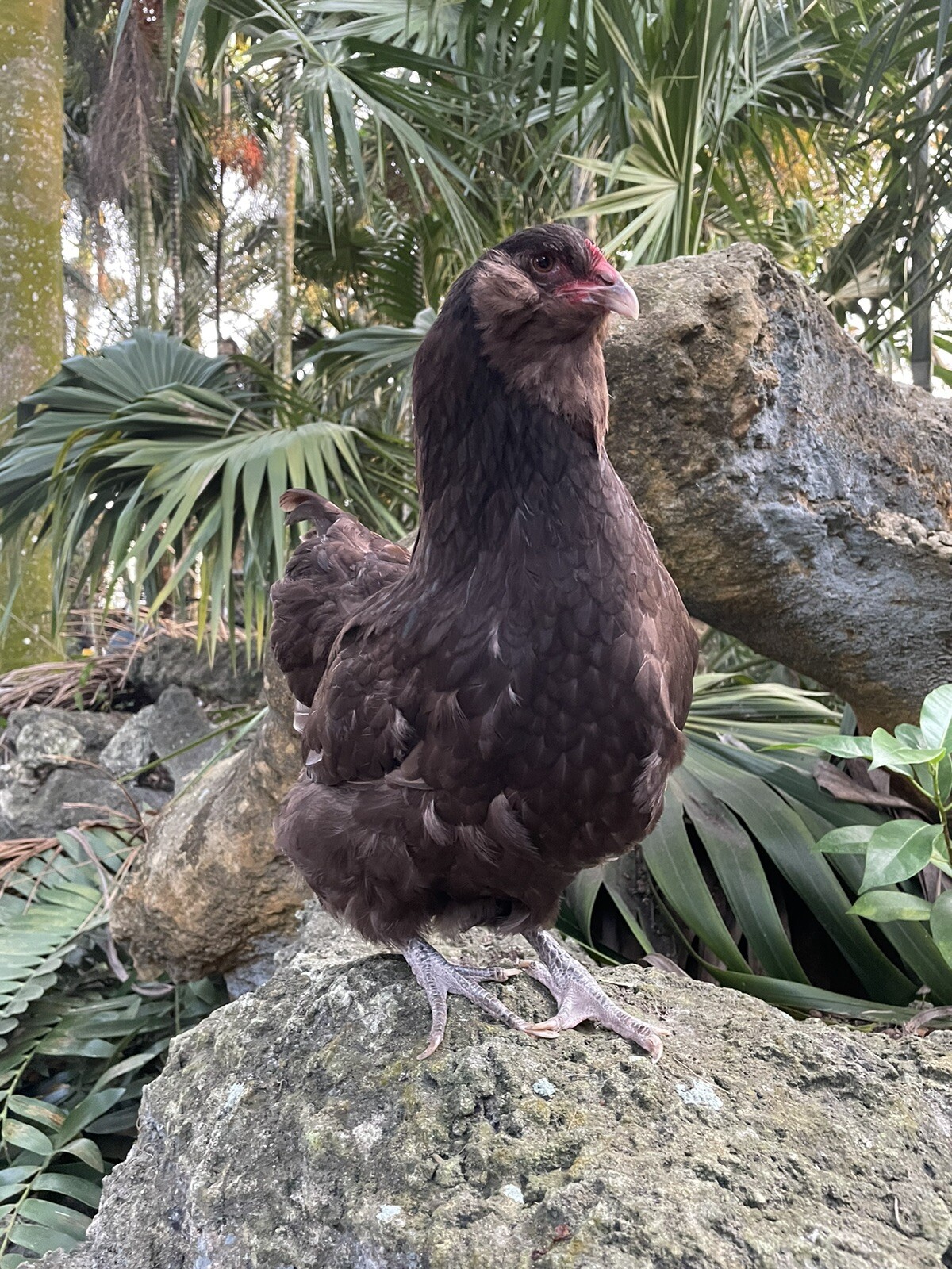 (6) Mauve and Chocolate Ameraucana Hatching Eggs - Possible Mottled Split!