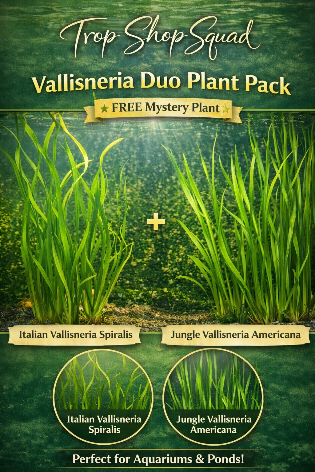 Vallisneria Duo 20 Plant Pack (10 Jungle & 10 Italian) Background Aquarium Plant