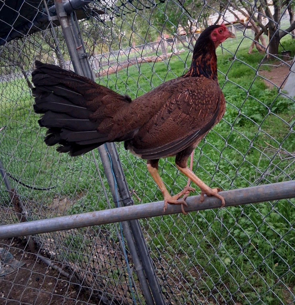 7 Hatching Eggs