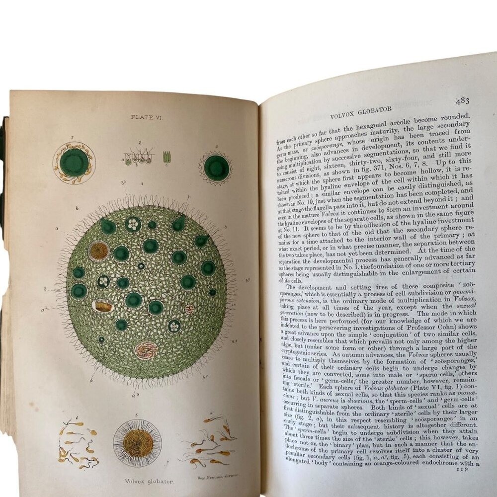 The Microscope And Its Revelations 7th Ed Carpenter Edited By Dallinger 1891