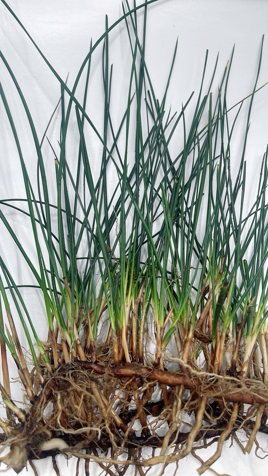 5 Plant  Eleocharis Vivipara Live Aquarium tank BUY 2 GET 1 FREE