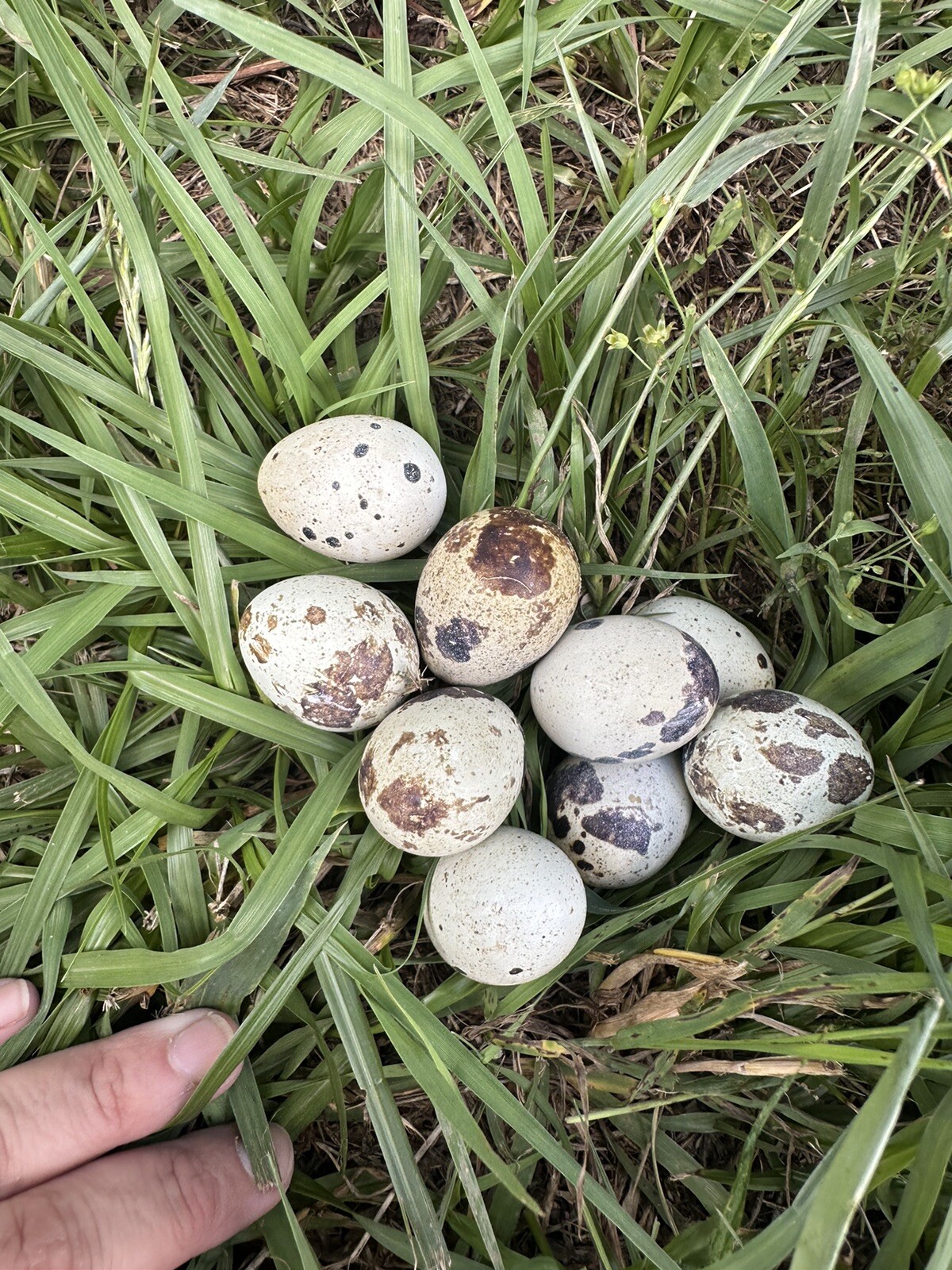 Quail 30 Jumbo Texas A&M Large Egg Layer Great meat priority ship and foam pack
