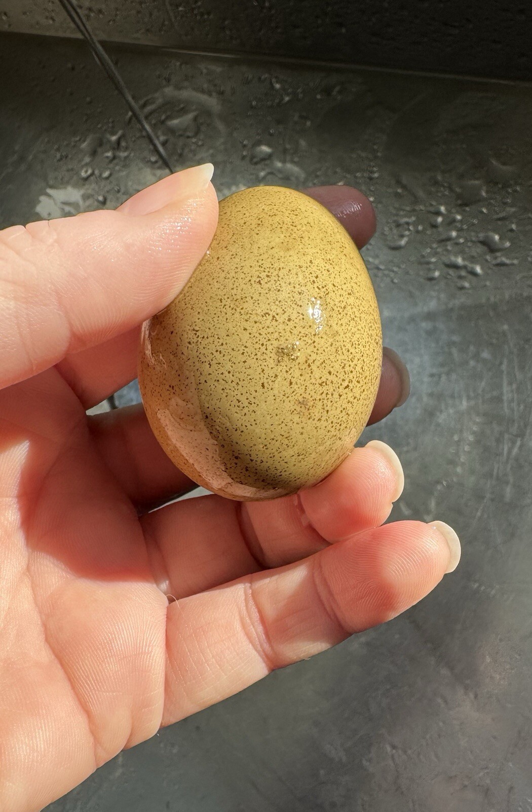 12+ Multigeneration Olive Egger Hatching Eggs Heavy Blooms/Speckles F1, BC1, BC2