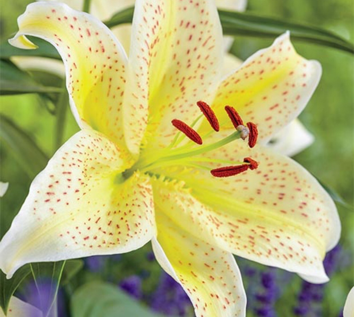 Lily Absolute Pure Essential Oil - 30 ML + Free Carrier oil 10 ml