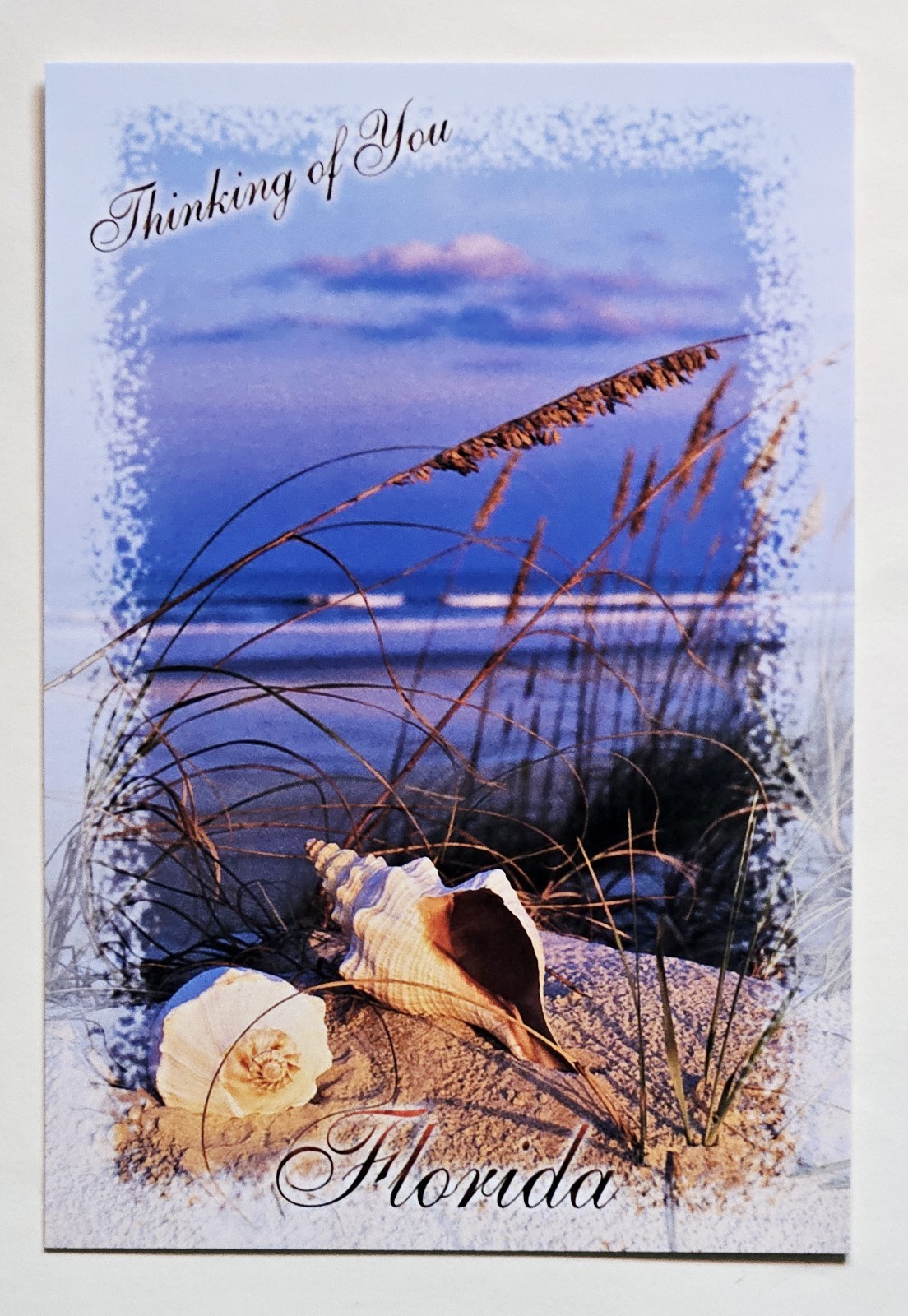 Florida Postcards. Florida's Beautiful Dunes And Lovely Shells.