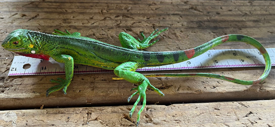 Iguana Baby - AAA