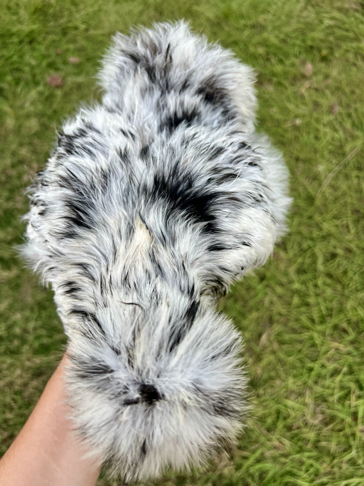 6+ Bearded Paint Silkie Hatching Eggs NPIP Certified Flock