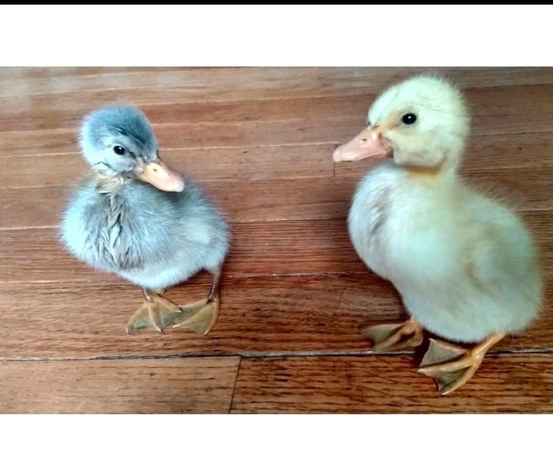 6+ Cayuga & Ancona fertilized duck eggs