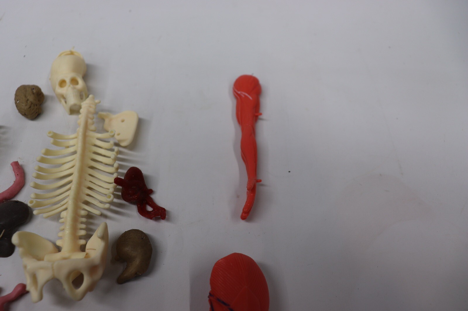 Human Body Educational Clear Plastic Anatomy Body 13" Tall Parts