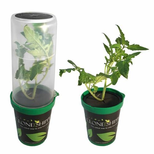 Clone Shipper Container w/ LED Light for Shipping Young Plants Cuttings NEW 2023