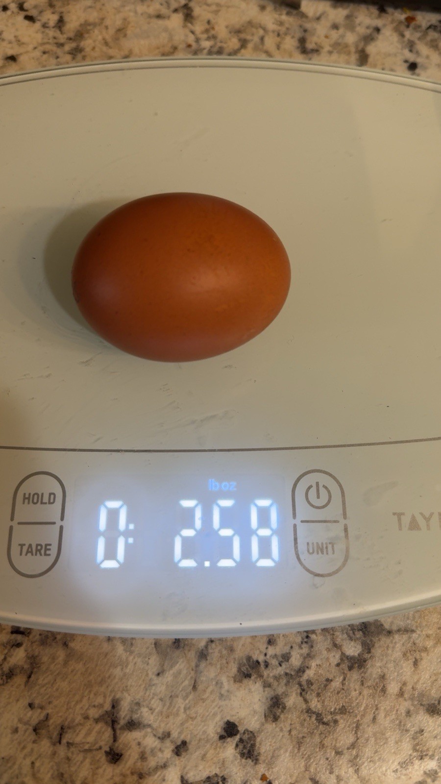 12 Fresh chicken Hatching Eggs- JUMBO and XL ONLY
