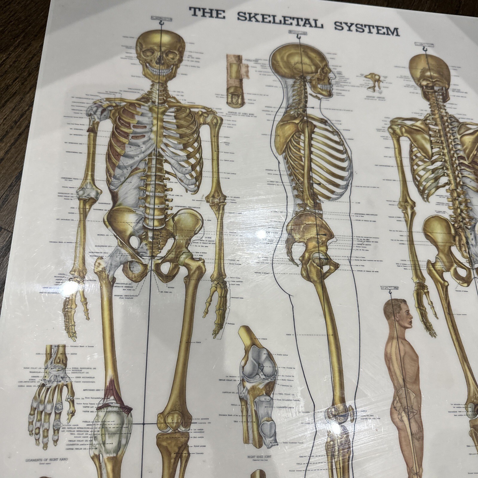 The Skeletal System Peter Bachin 1947 Original Vintage