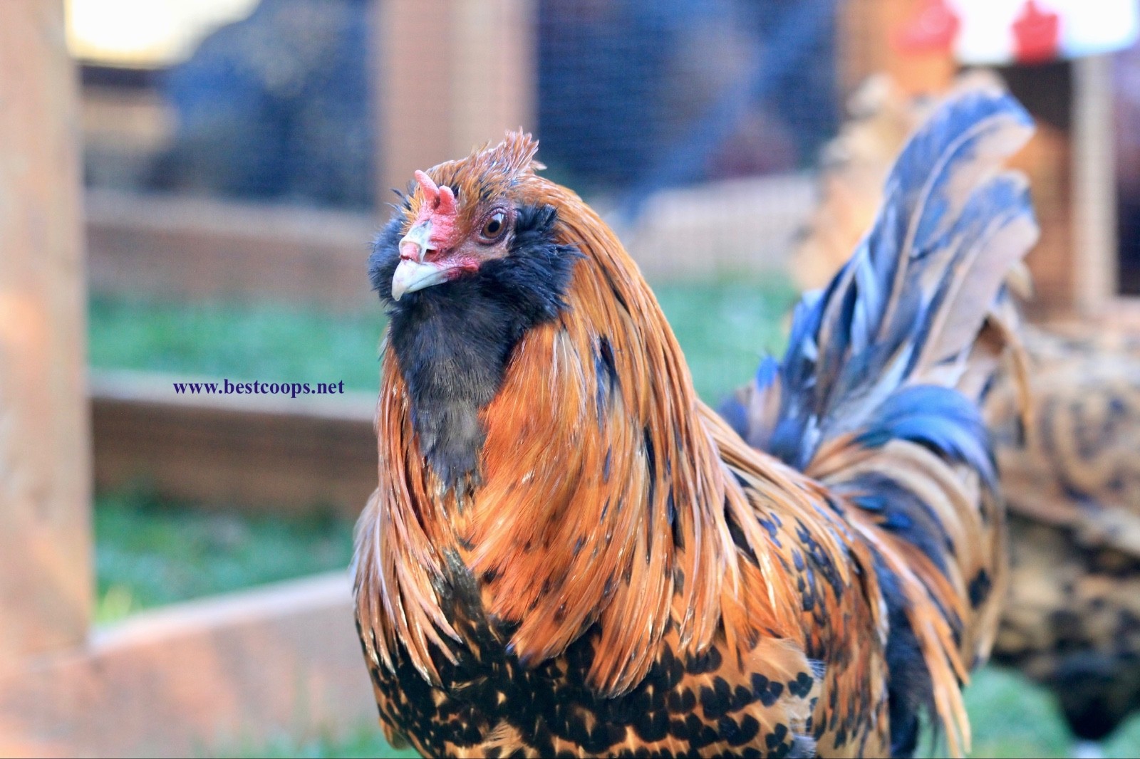 6+ Gold Owlbeard Fertile Chicken Hatching Eggs