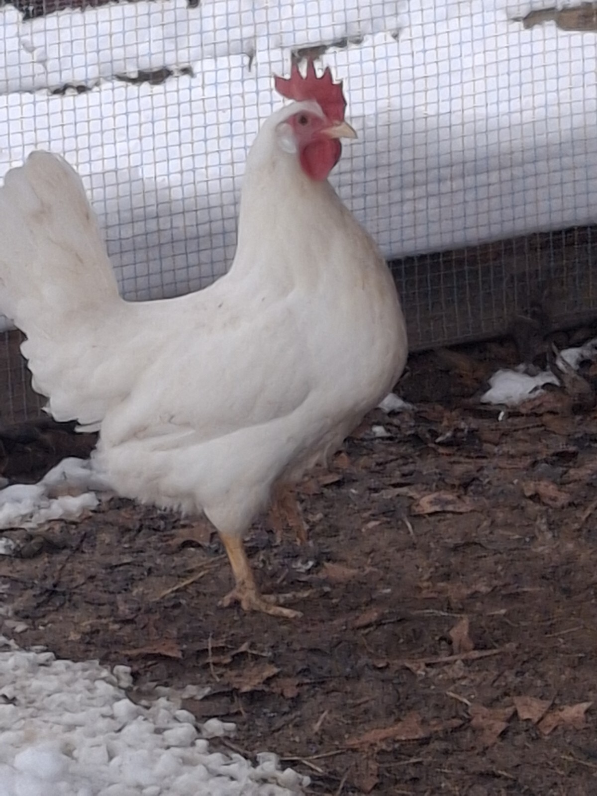 2 Dozen White Leghorns - Hatching Eggs NPIP/AI cert