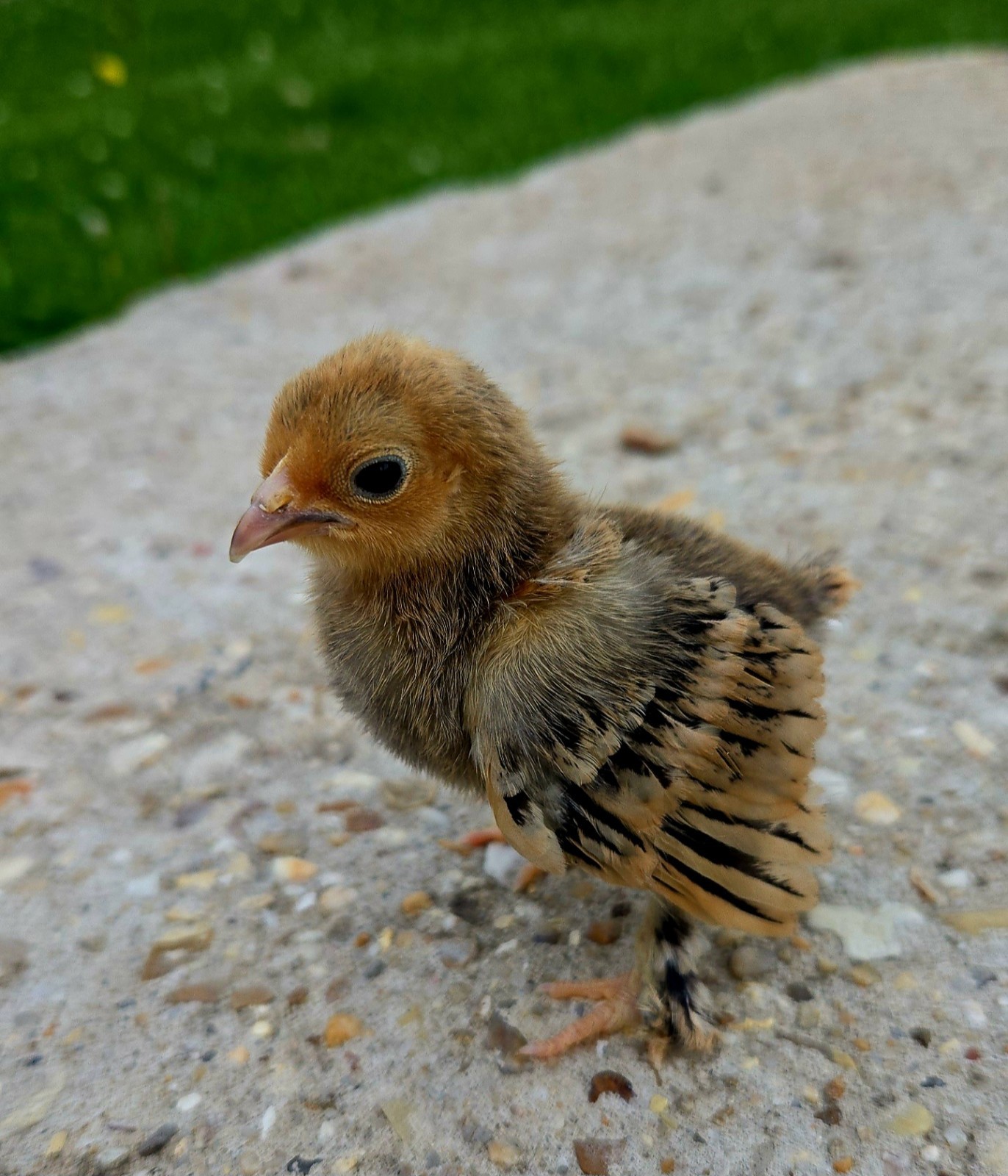 Booted Mille Fleúr Serama Hatching Eggs (6) NPIP Certified