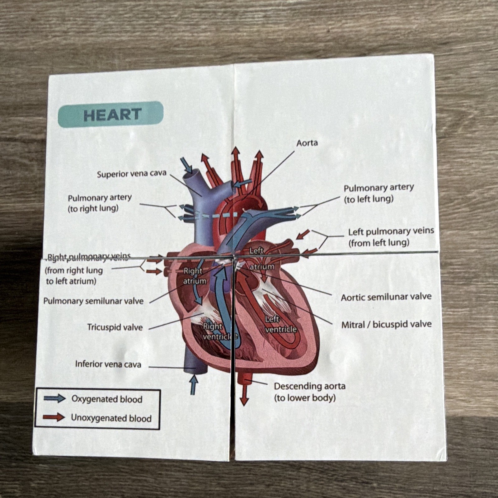 Anatomy Study Cube Educational Foldout Charts - Brain, Heart, Circulatory