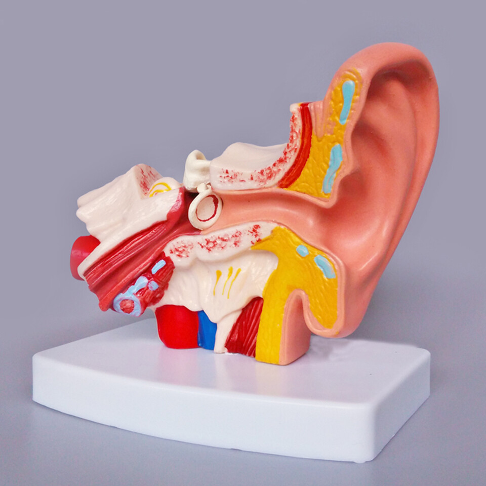 1:1.5 Human Ear Model Anatomy Medical Model on Base Teaching Supplies US STOCK