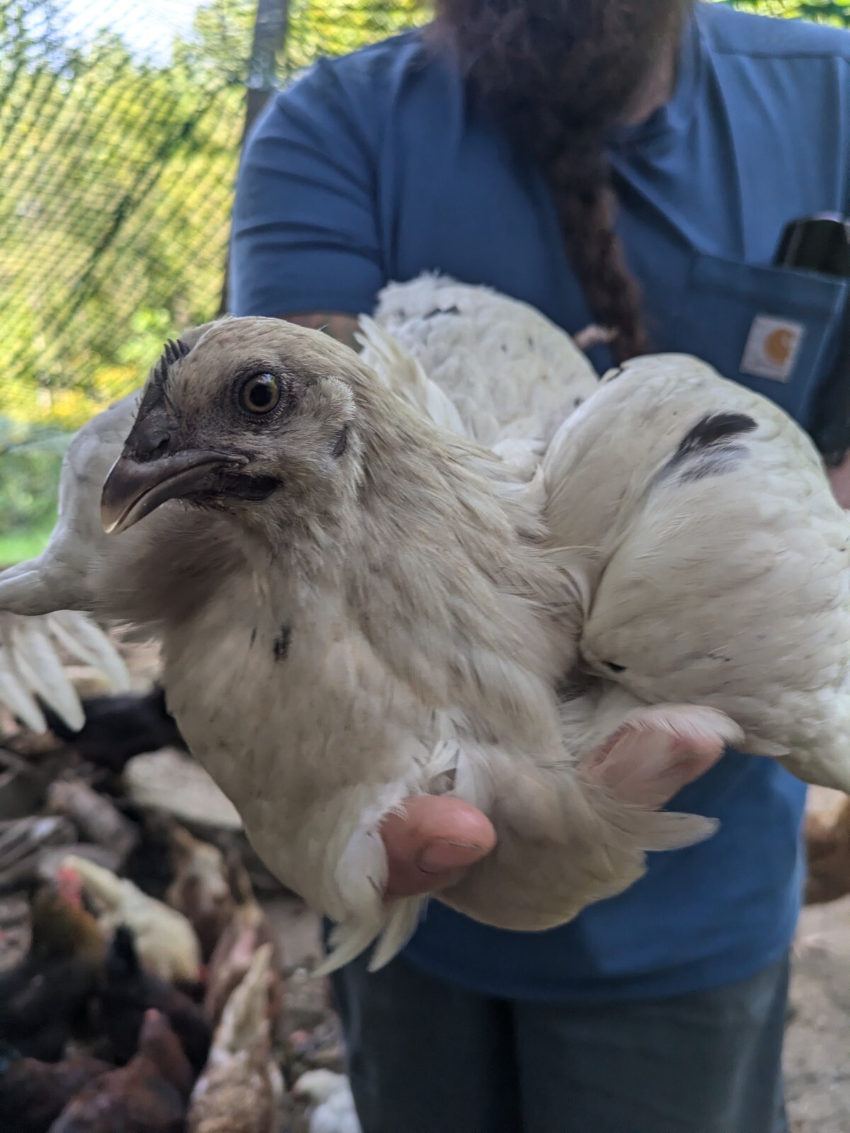 3 Zombie Chicken Hatching Eggs Ayam Cemani X White Leghorn F1 Autosexing Rare