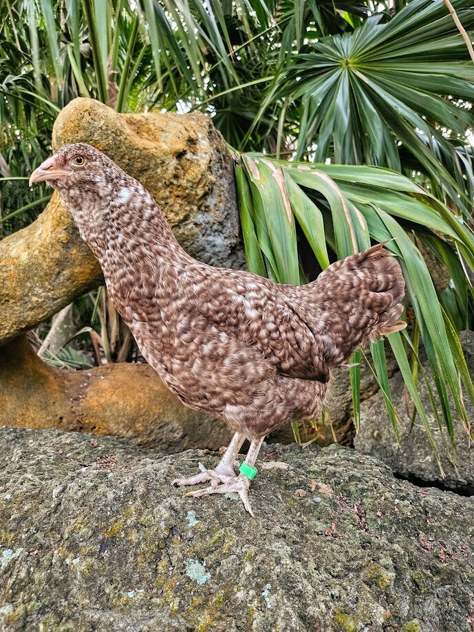 6 Chocolate Cuckoo Ameraucana Hatching Eggs - Half Dozen Shipped in Foam!