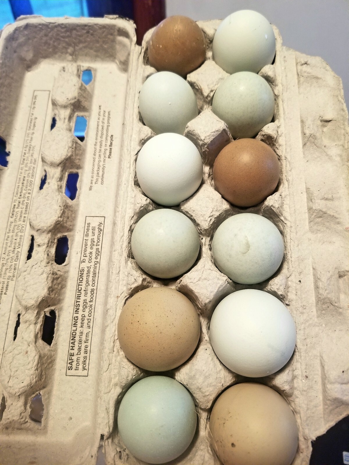 6 FIBRO EASTER / OLIVE EGGER -Fresh & Fertile Chicken Hatching Eggs