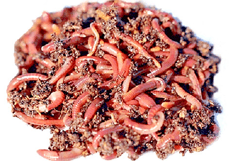 Live Dillies Baby Nightcrawler Worms Fish Pet Food Earthworm & Fishing Bait BULK