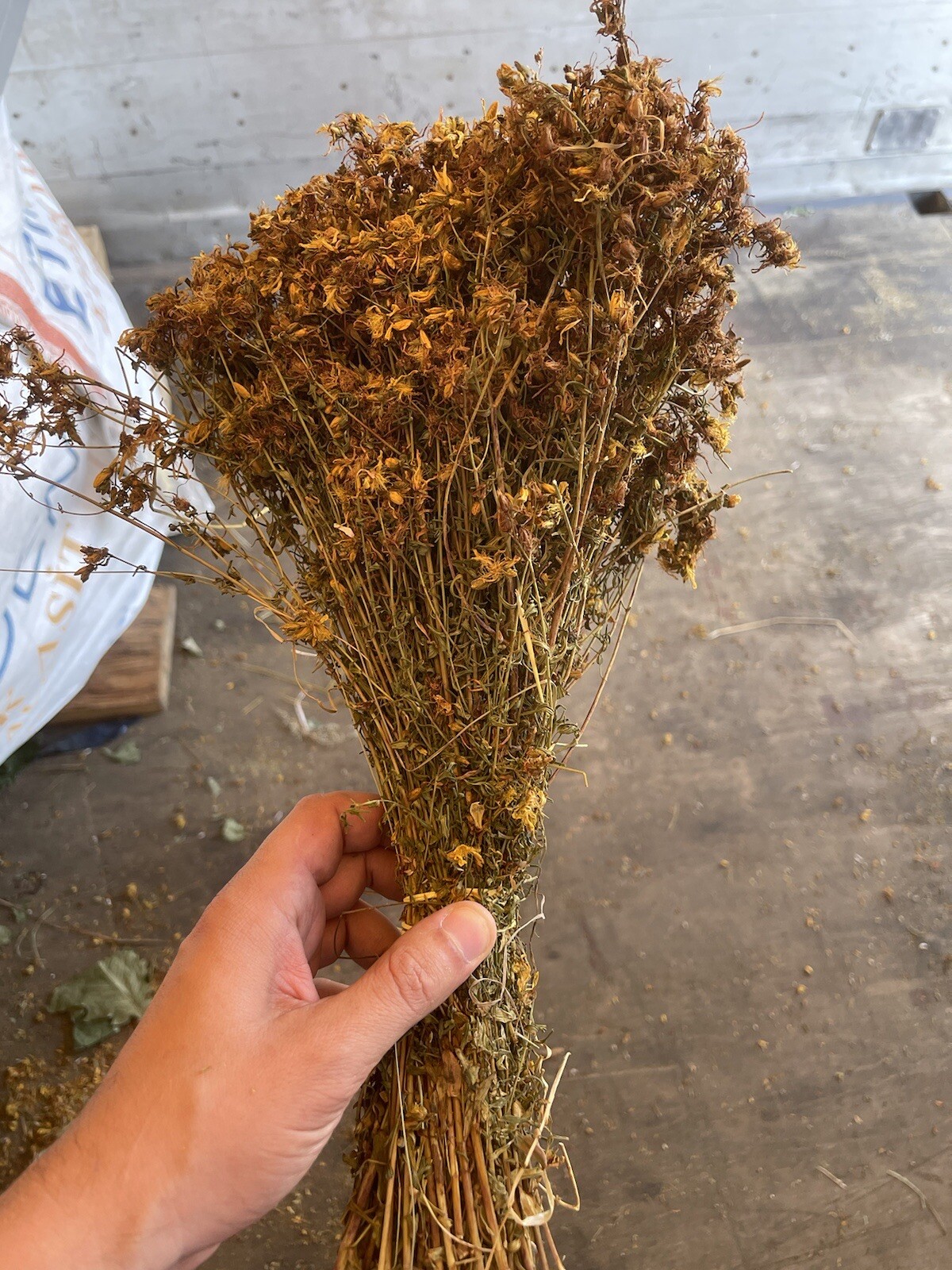 Birch and oak whisks for baths. Broom sauna from Ukraine. Export