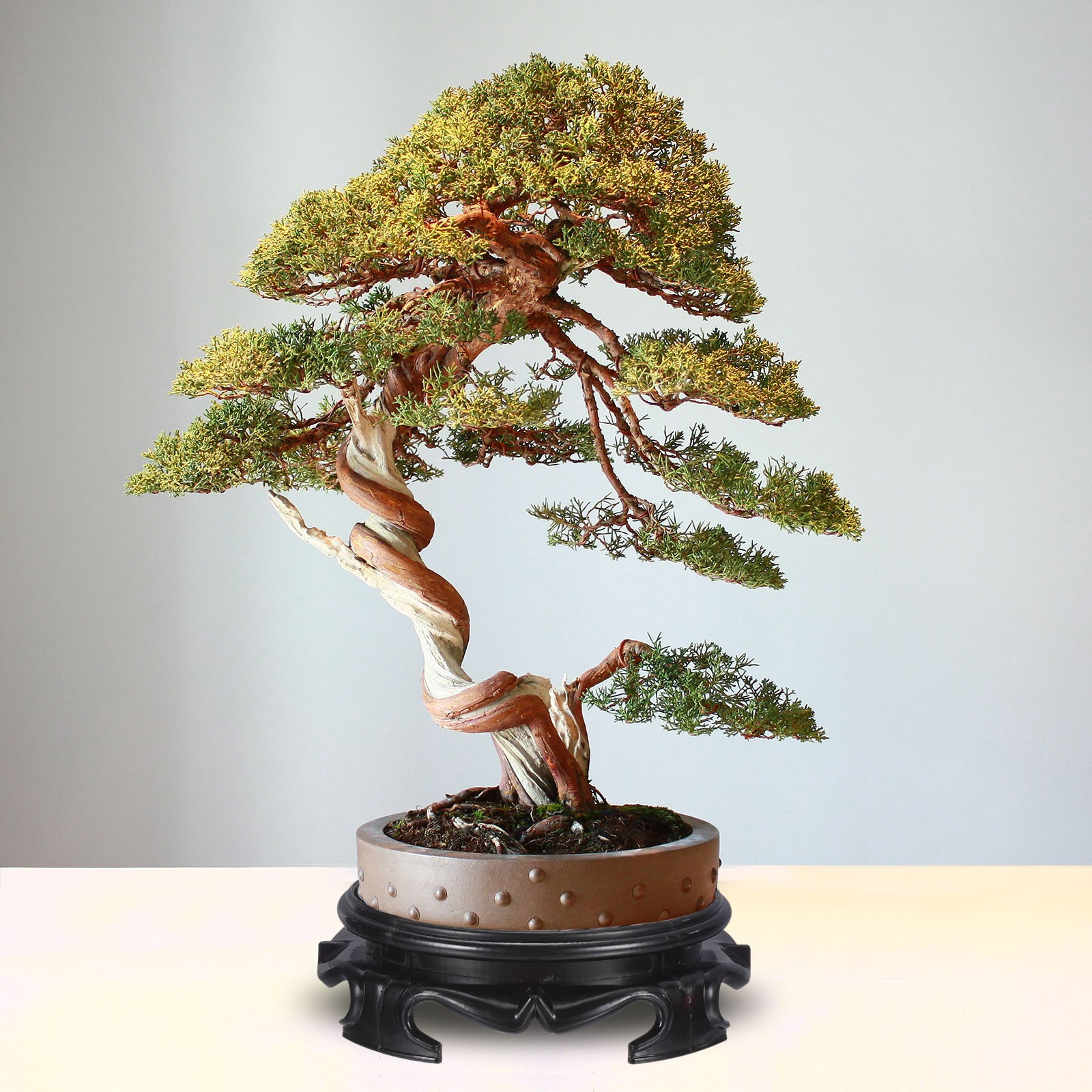 Black Planter Display Stand 5.5" Dia Plastic Round Bonsai Base
