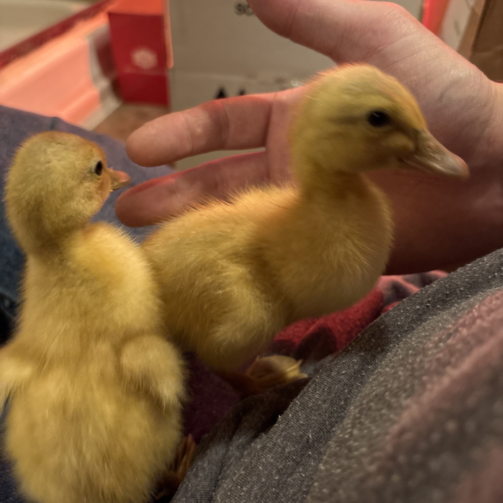 ⭐️Saxony Duck Hatching Eggs (Fertile!!) 6+ Ready To Ship!!