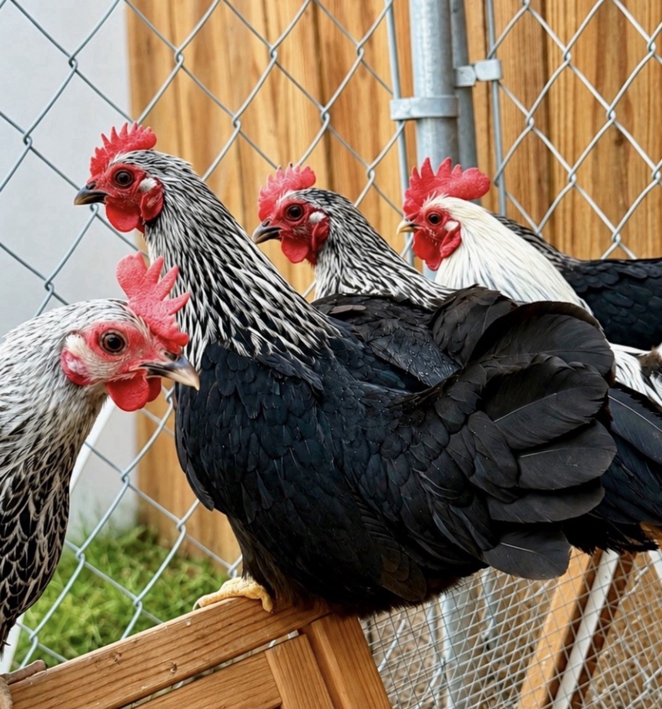 Hens choice- assorted bantam hatching eggs