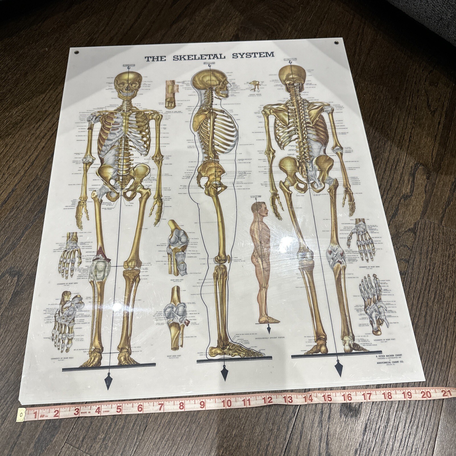 The Skeletal System Peter Bachin 1947 Original Vintage
