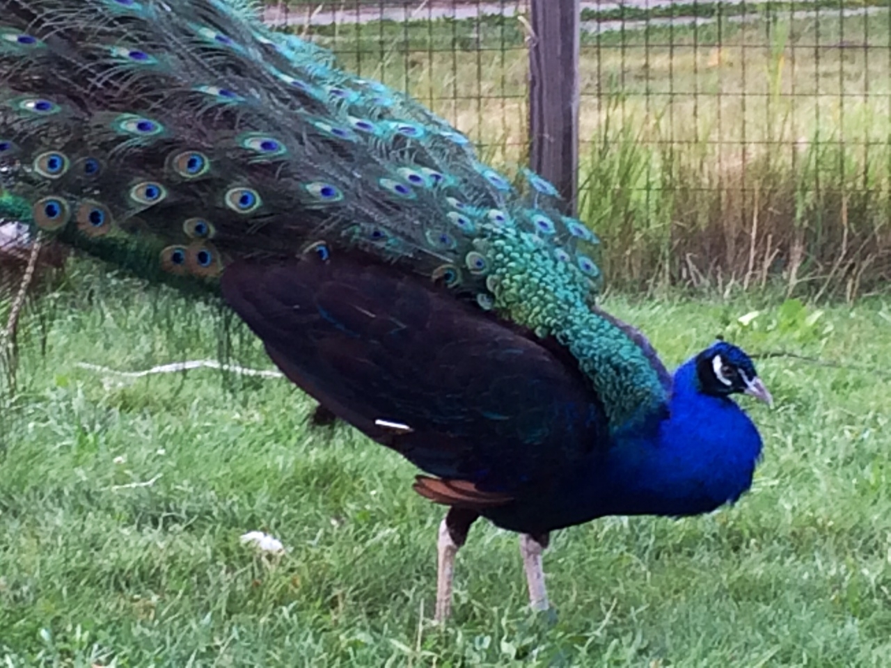 5 "MIXED VARIETY" PEACOCK / PEAFOWL HATCHING EGGS!!!!
